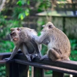 Paket Monkey Forest Ubud - Bali Mas Jaya